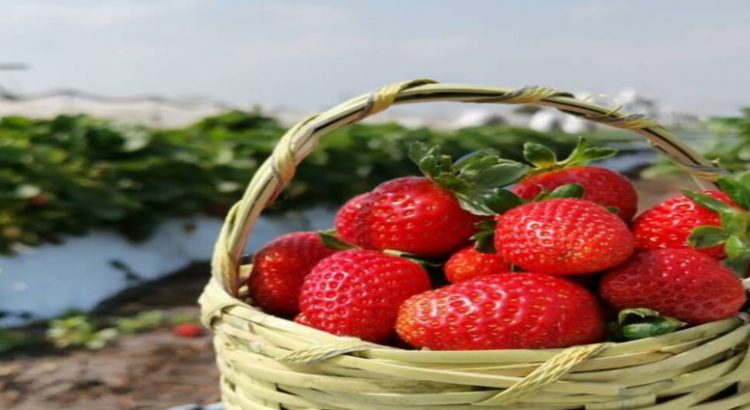 Aplican plan de marketing para productores de fresas