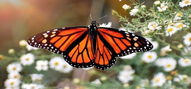 Comienza arribo de Mariposa Monarca a Guanajuato