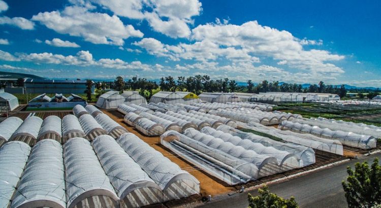 Expo Agroalimentaria un orgullo para Irapuato