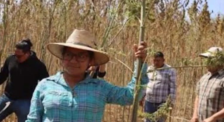 Cosechan en Oaxaca primer cultivo experimental de cannabis