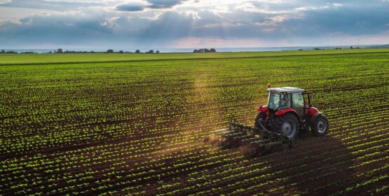 Guanajuato: un campo en crecimiento pero con desafíos