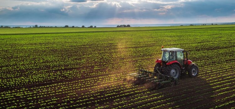 Guanajuato: un campo en crecimiento pero con desafíos