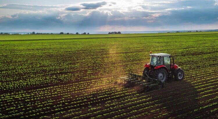 Guanajuato: un campo en crecimiento pero con desafíos