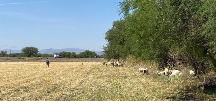 Detectan grave problema de corrupción en manejo de apoyos a campesinos en Guanajuato Detectan grave problema de corrupción en manejo de apoyos a campesinos en Guanajuato