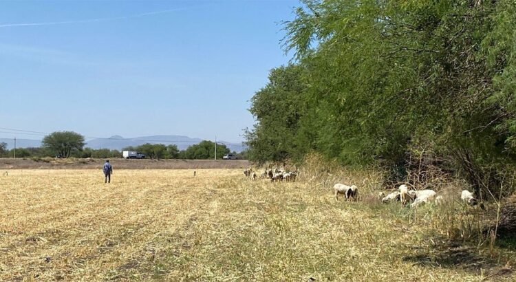 Detectan grave problema de corrupción en manejo de apoyos a campesinos en Guanajuato