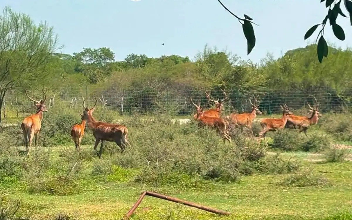 Localizan 135 animales exóticos durante cateo en un rancho de Tamaulipas