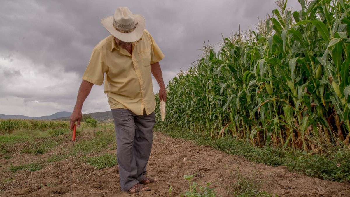 Productores de trigo en Guanajuato podrán obtener descuentos de hasta 45% y créditos de 1.3 millones de pesos